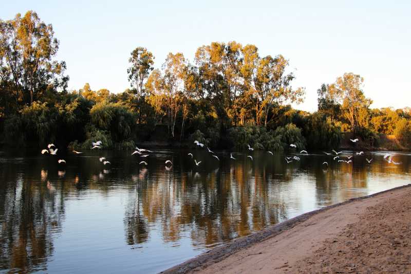 Wagga Wagga beach, with a flock of birds flying